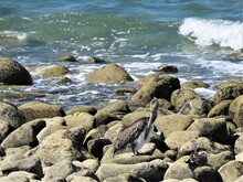 Pelican On The Rocks At The Beach