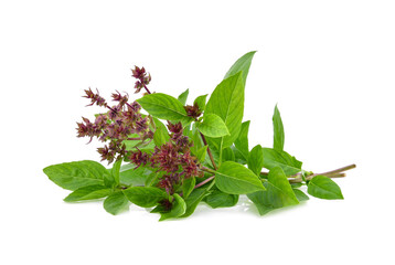 Wall Mural - Sweet Basil isolated on white background.