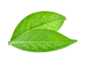 leaves green tea with drops of water isolated on white background