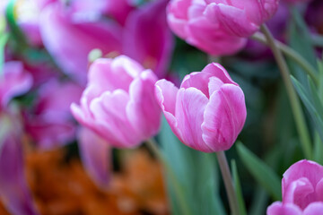 Wall Mural - Beautiful bouquet of tulips. colorful tulips. nature background