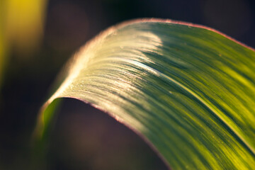 corn shining leaf in the field in sunny warm summer evening - close up, nature background with beautiful light