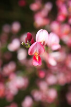 Close Up Of Pink Flowers, Cytisus X Praecox “Hollandia”