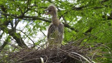 Baby Black Crowned Night Heron (Nycticorax Nycticorax) In Nest In A Cypress Tree - Florida, USA