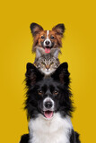 Fototapeta Koty - two dogs and one cat staring at camera
