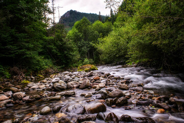 river in the forest