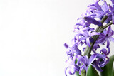 Fototapeta Kwiaty - Blue hyacinth oriental (common hyacinth, garden hyacinth or Dutch hyacinth) copies the space. Hello spring concept. Selective focus. There is free space for text.