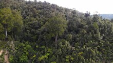 Drone Flying Towards A Square Kauri Tree In Coromandel, New Zealand