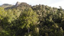 Drone Flying Backwards Showing A Square Kauri Tree And The Surrounding Area In Coromandel, New Zealand