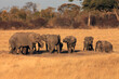 A herd of African bush elephant (Loxodonta africana) burrowing around a waterhole and drinking water in a dry yellow savannah. Typical herd of elephants at a watering hole in the evening sun.