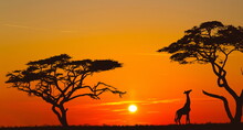 Bright Sunset With A Big Yellow Sun Over African Savanna.