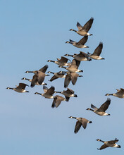 Canadian Geese In Flight Formation