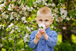 © Elena  - A cute blond boy in a blue shirt is sniffing flowers near a blooming white apple tree. In spring, the garden is in full bloom