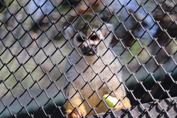 Wall Mural - close up of a monkey in a cage