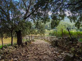 Wall Mural - idyllic path near the waterfall of Salt d'es Freu, a hiking area with waterfall near the village of  Bunyola on the balearic island of mallorca, spain