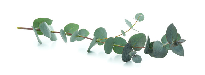 beautiful eucalyptus branch isolated on white background
