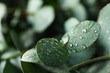 Beautiful eucalyptus leaves with water drops, close up