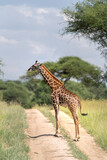 Fototapeta Sawanna - Giraffes in safari