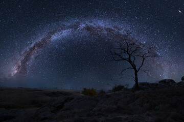 Wall Mural - lonely tree in steppe and milky way