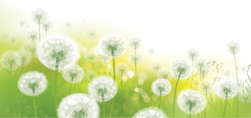 Wall Mural - vector spring bokeh background with white dandelions.