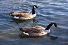 Top View Of Two Geese Swimming In The Water On A Sunny Day
