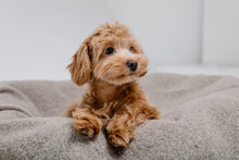 Maltipoo Dog. Adorable Maltese And Poodle Mix Puppy In Studio
