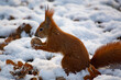 ruda wiewiórka na śniegu 
