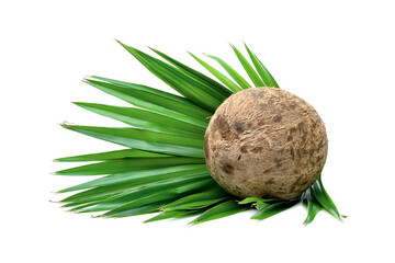 Poster - Coconut milk tropical fruit with palm leaf isolated on white background