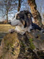 Wall Mural - Australian Shepherd Dog playing at spring park. Happy Aussie walks at outdoors sunny day. Portrait of dog.