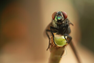 fly on leaf