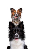Fototapeta Koty - Portrait of two dogs and one cat piled up vertically