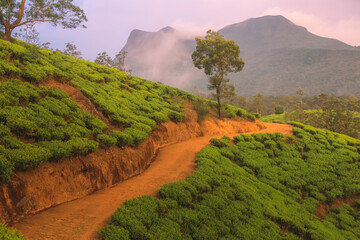 Landscape countryside view of Sri Lankan hill country, and terraced tea plantation in Nuwara Eliya village, Sri Lanka with a dramatic, colourful sunset or sunrise sky.