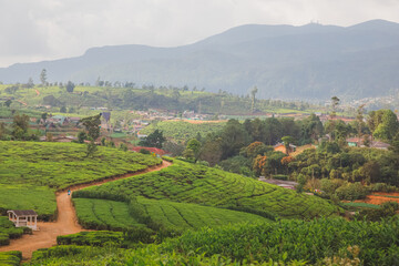 Wall Mural - Landscape countryside view of Sri Lankan hill country, tea plantations and Nuwara Eliya village, Sri Lanka.