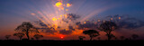 Fototapeta  - Panorama silhouette tree in africa with sunset.Tree silhouetted against a setting sun.Dark tree on open field dramatic sunrise.Typical african sunset with acacia trees in Masai Mara, Kenya