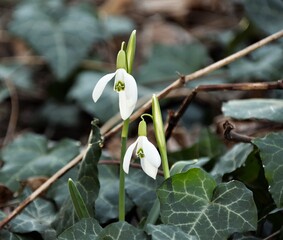 Sticker - snowdrop flowers in the forest