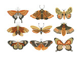 Fototapeta Boho - Design butterfly nature isolated insect vector art. Spring boho bohemian moth set.