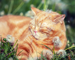 Wall Mural - The ginger kitten is sleeping on the dandelion field. The cat is enjoying the spring sun