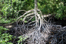 The Closeup Image Of Mangrove Roots In Sungei Buloh Wetland Reserve.
N Order To Grow That Big In A Soft Muddy Environment, The Mangrove Has Adapted Aerial ‘prop Roots’ Which Help Prop Up The Tree. 