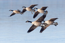 A Flock Of Canadian Geese (Branta Canadensis) In Flight