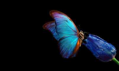 Aufkleber - Bright blue tropical morpho butterfly on blue tulip in water drops isolated on black. Tulip bud and butterfly. copy spaces.