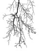 Natural tree branches silhouette on a white background 