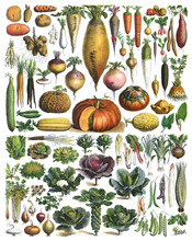 Vegetable Collection - Vintage Illustration From Larousse Du Xxe Siècle