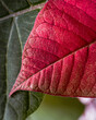 Close up of a textured and detailed red poinsettia leaf veins