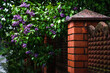 © tanitost - A bush of purple lilac grows at an orange fence made of bricks and a granite visor. Mold on the fence. Nature is intertwined with the construction of man. Blurred background. Selective focus