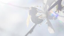 Honey Bee Silhouette Close Up On Beautiful White Flower