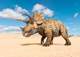 Fototapeta  - triceratops is walking