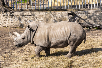 A rhinoceros in the zoo's aviary. Spring sunny day. Close-up colorful photo.