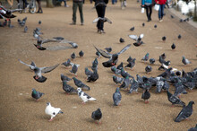 Closeup Shot Of A Flock Of Pigeons In A Park