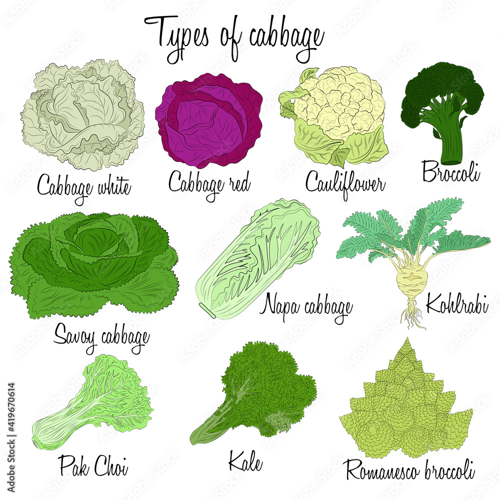 Cabbage varieties. Free style illustration of different types of cabbage.