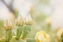 Prickly Pear Cactus Bloom During Spring Season Close Up On Blurred Background.