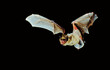 common serotine bat, Eptesicus serotinus, in flight